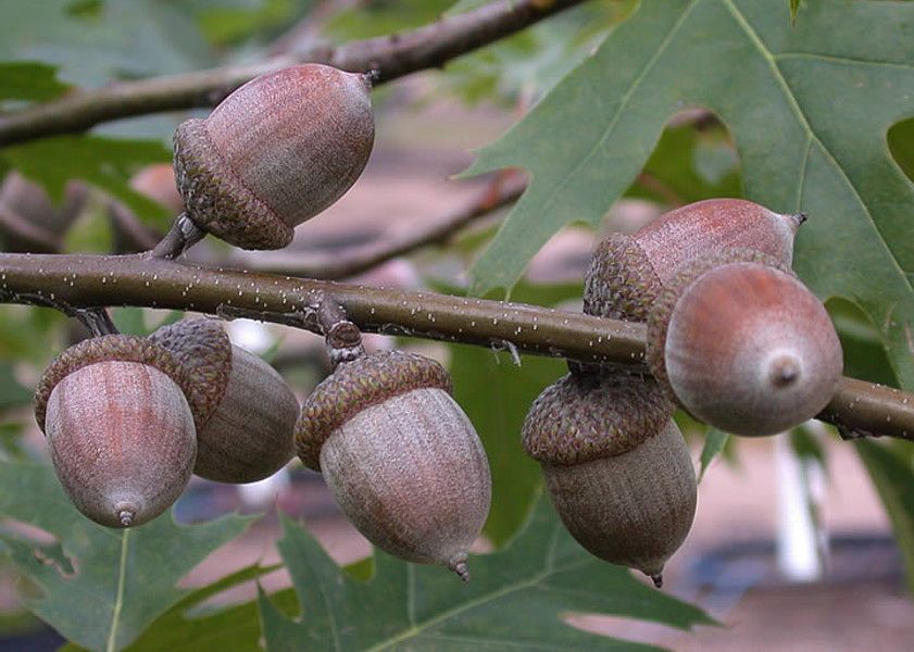 DĄB CZERWONY Quercus rubra - sadzonki w doniczkach