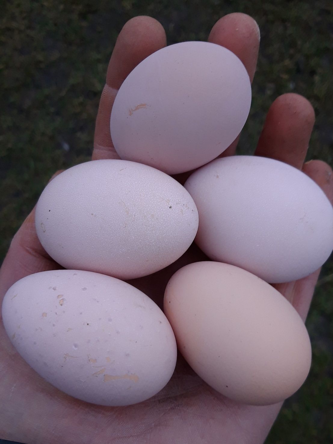 Australorp jaja lęgowe - (białe, czarne, niebieskie oraz splash)