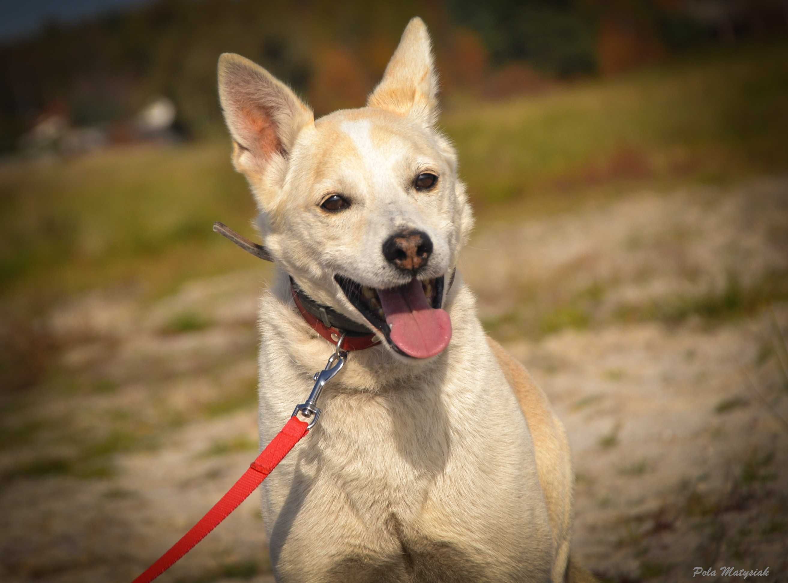 Wrażliwy piesek szuka domu !! Do adopcji !!