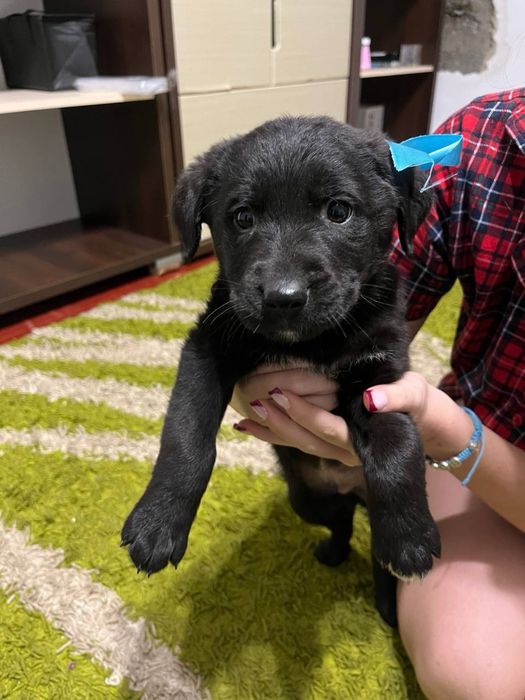 Віддам собачок в добрі руки