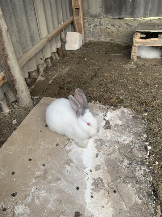 Продам кроликів різного віку