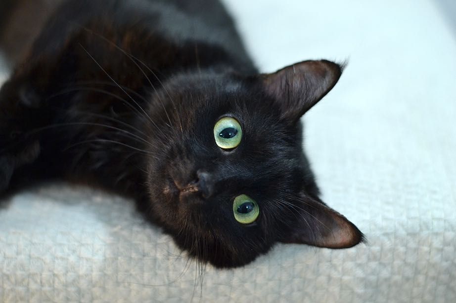 Красотка Мила! 8 месяцев, стерилизована ( кот, кошка, котенок)