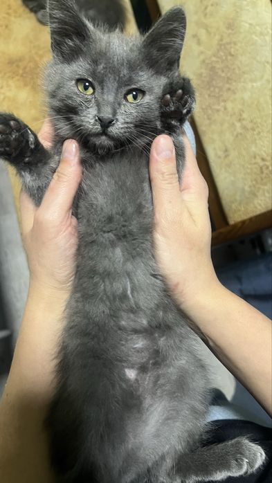 Відамо котиків в хороші руки