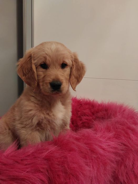 Golden Retriever pieski