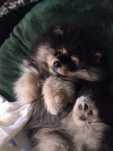 Szpic miniaturowy Pomeranian FCI ZkwP