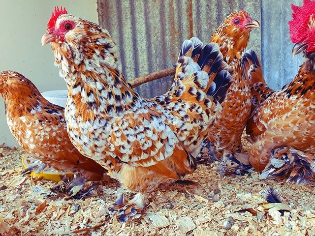 Інкубаційне яйце та курчата.Мільфлер: фарфоровий, мармуровий, ізабелла