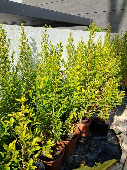 Eugénias Myrtifolia Newport