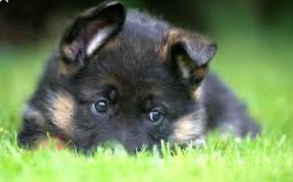 Щенки немецкой овчарки, крепкие, родители с документами и паспортами.