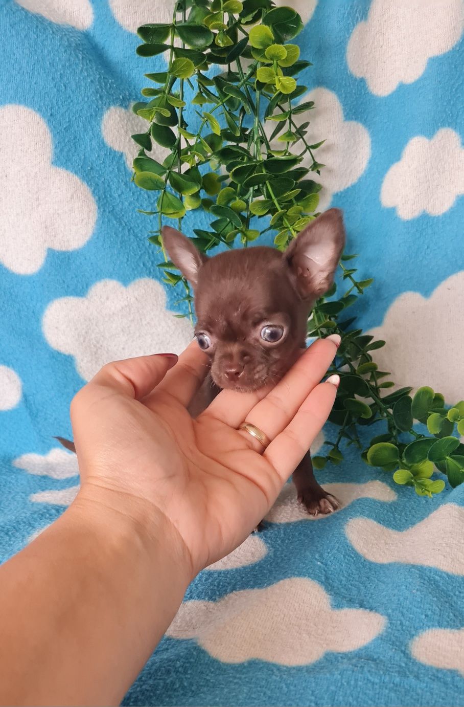 Bonequinha mini chocolate Chihuahua/Chiuaua. LinhagemRussa