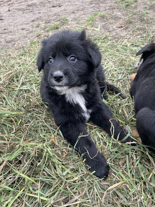 Oddam szczeniaki (7 sztuk)