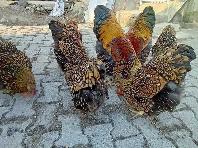 Інкубаційне яйце.(Курчата) ВІАНДОТ фарфоровий, смугастий, золото.Птиця