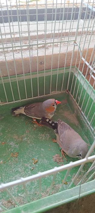 Zeberki parki lęgowe