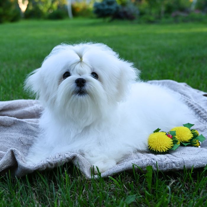 Мини мальчик мальтезе