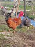 Frango caseiro adulto