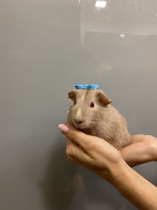 Свинка морська, морські свинки неймовірне різноманіття