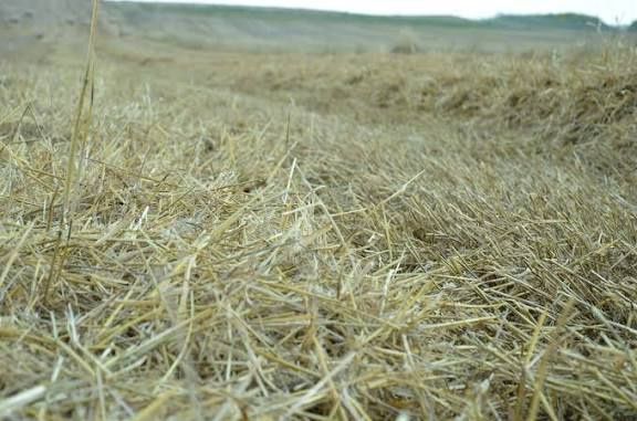 Oddam około 200 bolików ze słomą