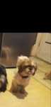 Suczka rasy Shih tzu czeka na dom