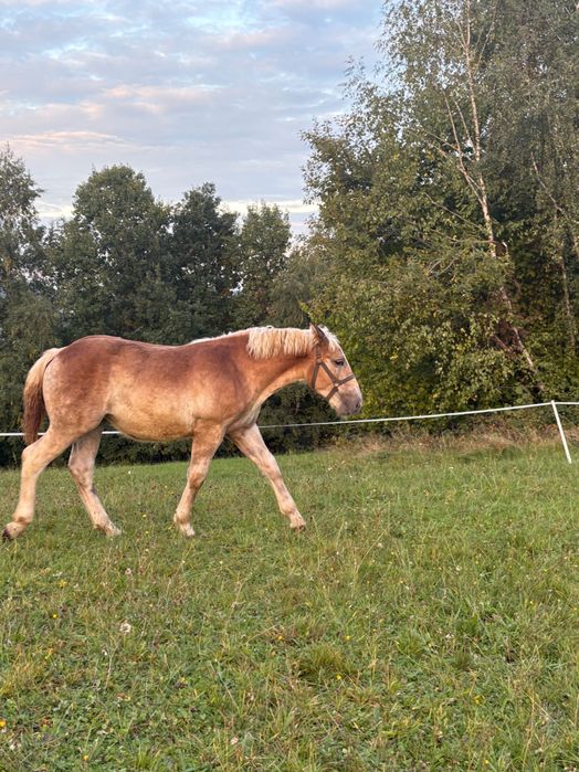 Źrebica zimnokrwista