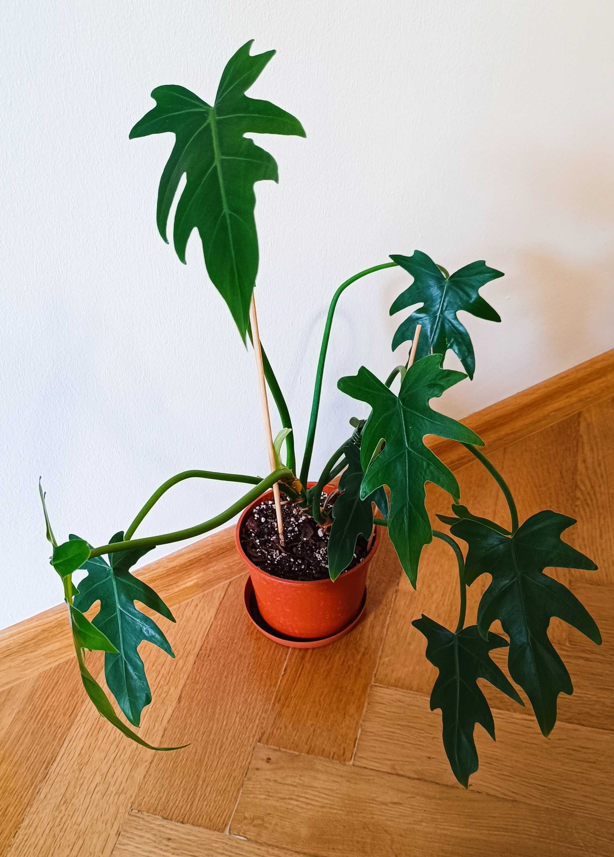 Philodendron radiatum filodendron ukorzeniony