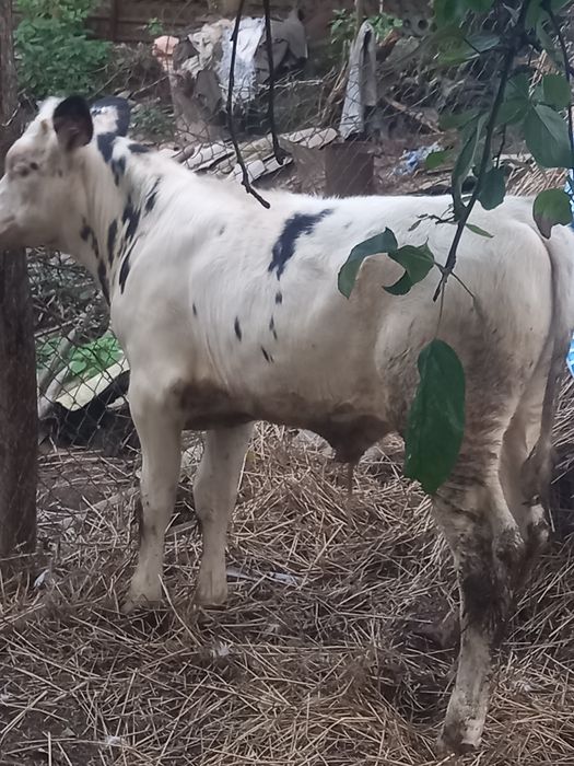 Продам бичка  Яворівський район с.Чернилява