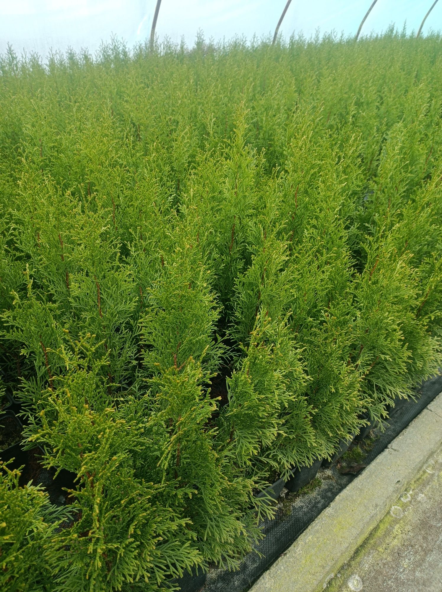 Thuja szmaragd smaragd