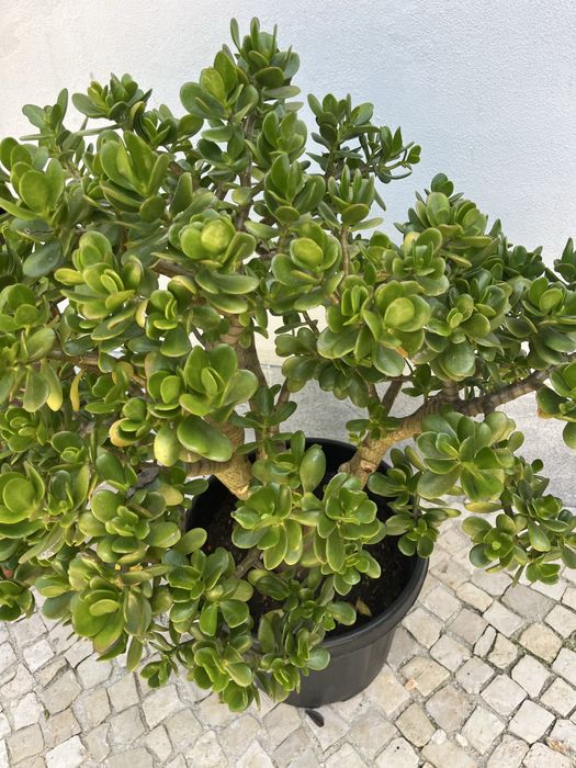 Jade sucolenta em vaso