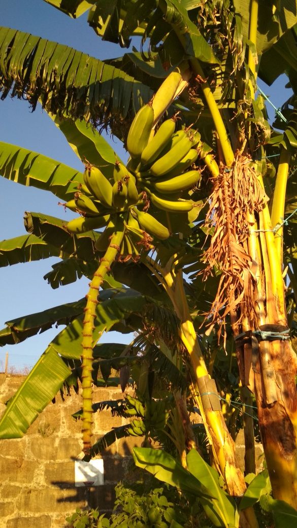 Bananeiras para venda