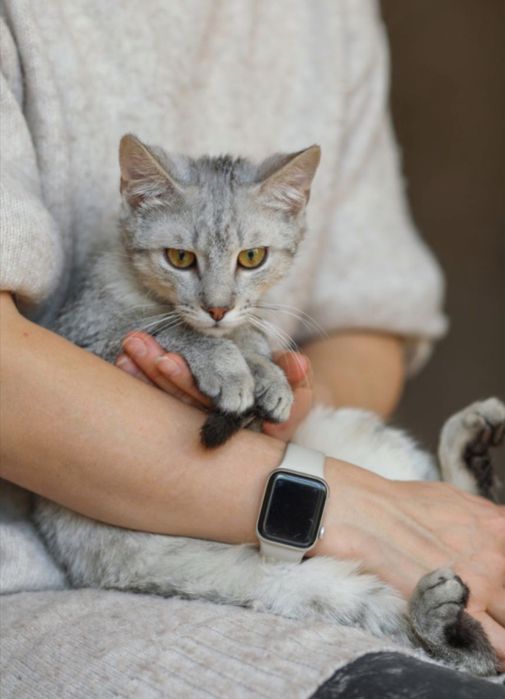 Кот мальчик Ельбрус 8 мес, котенок