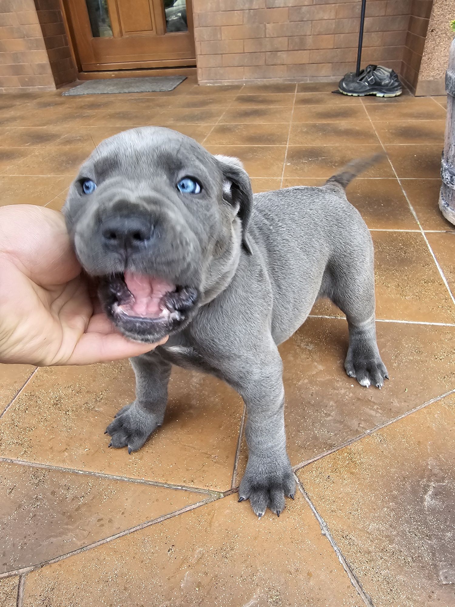 Cane Corso Italiano szczeniak