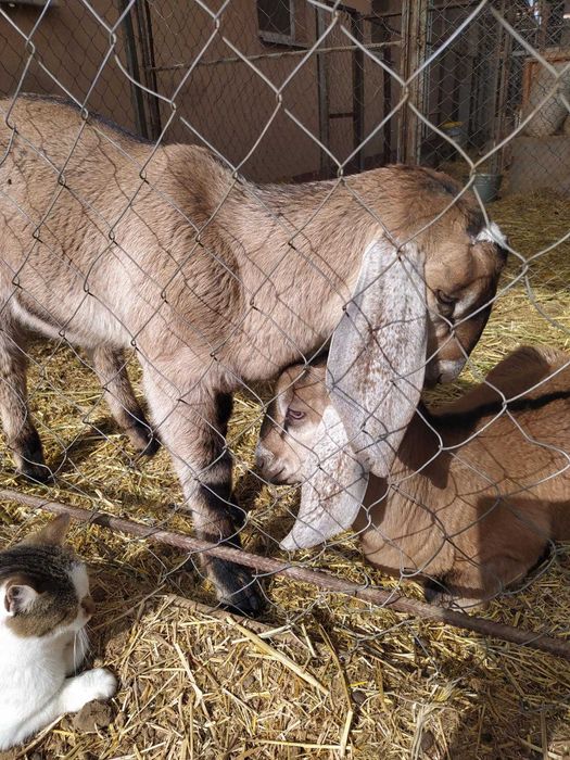 Козлики англонубійці