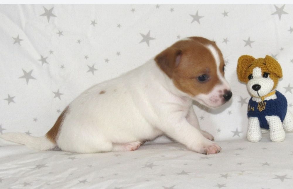 Джек Рассел терьер с документами клуба КСУ