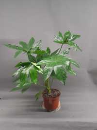 Fatsia Japonica 65cm