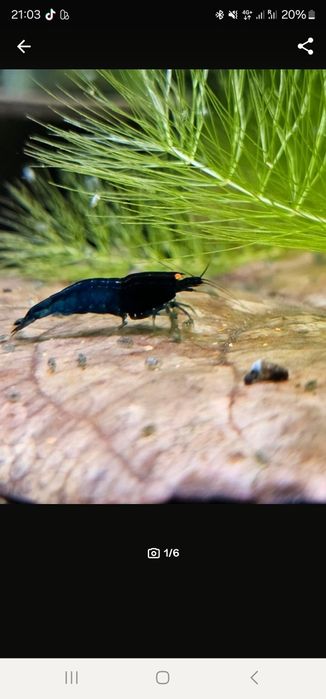 Blue Devil Orange Eyes caridina Krewetki (Vin fish)