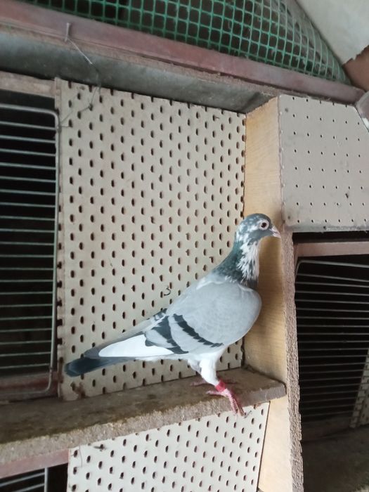 Gołąb pocztowy - samczyk z rodziny Kitel