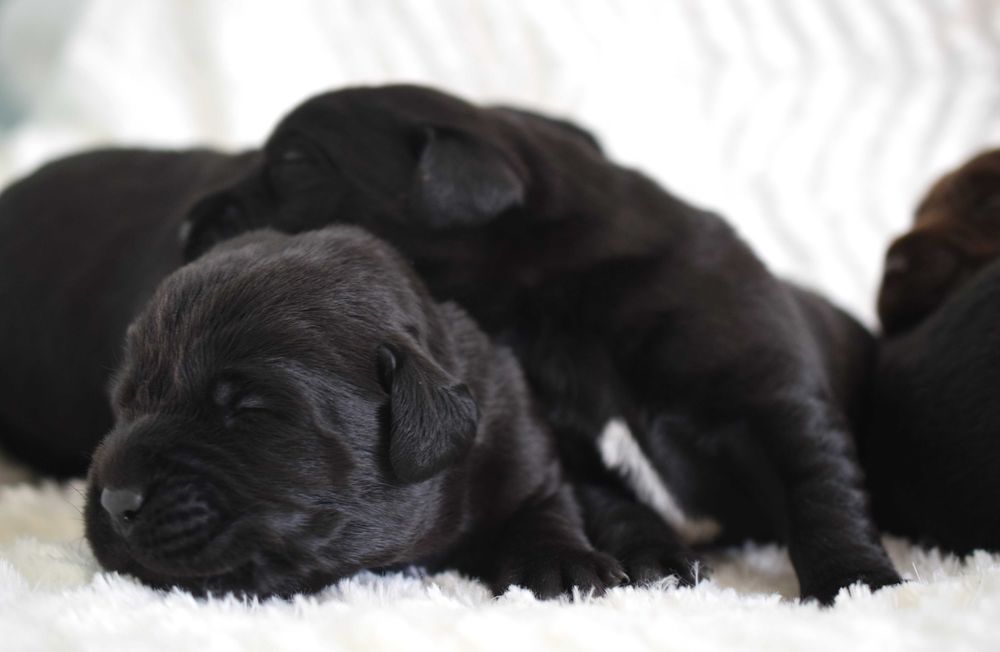 Cudowny szczeniak Labrador Retriever FCI