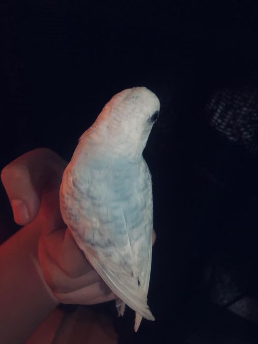 Periquito domésticado/criado a mão