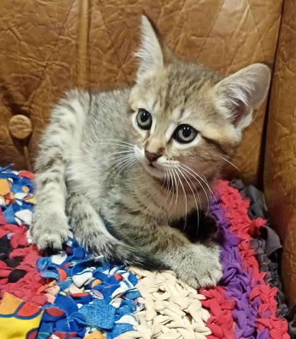 Кошенята МЕЙН-КУН