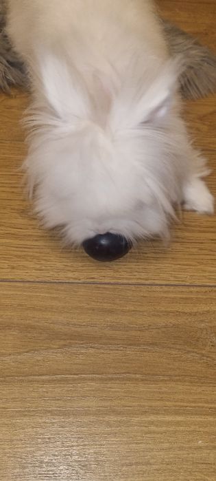 Krolik Tedy miniaturka