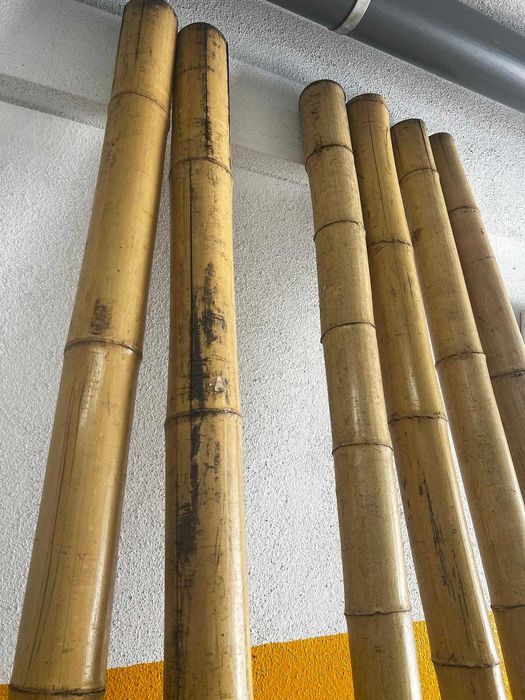 6 postes de bambu em ótimo estado (240 cm / 10 cm)