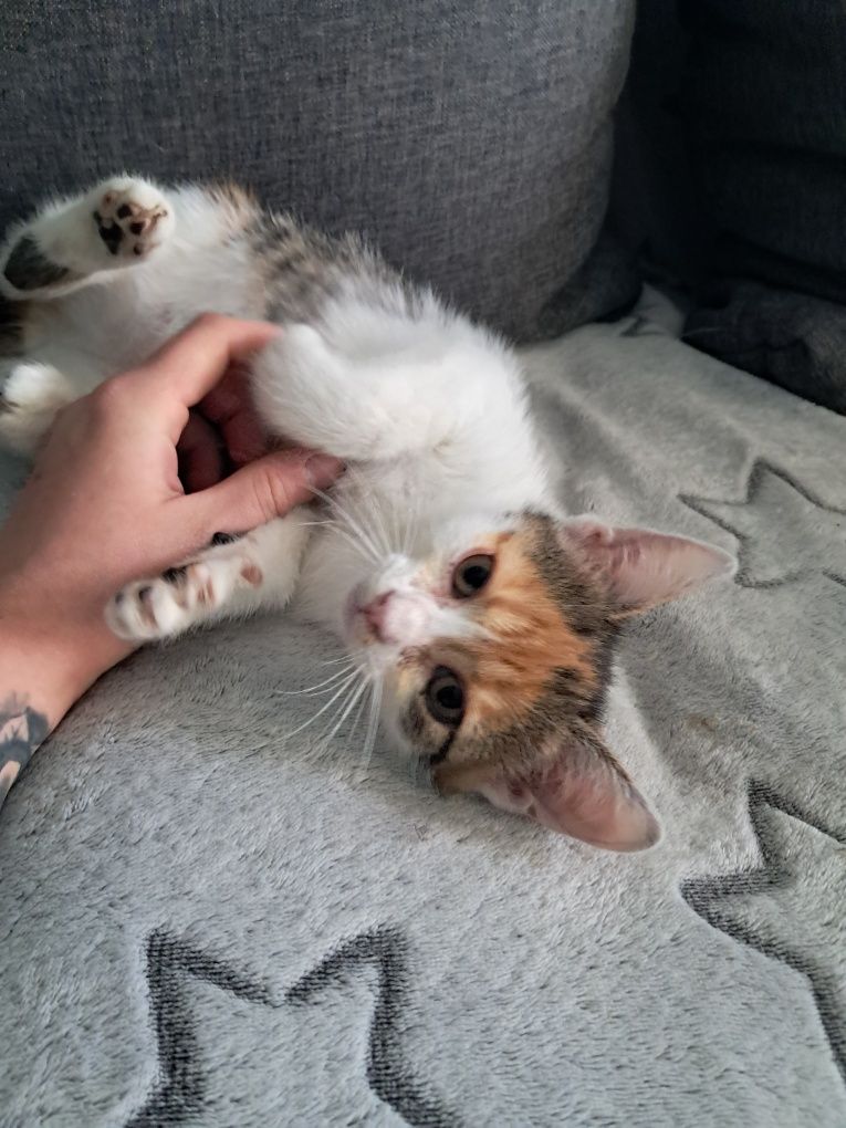 Kotka do adopcji