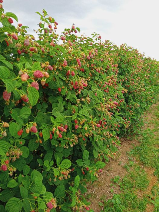 Sprzedam sadzonki malin letnich i jesiennych z młodej plantacji 1zł