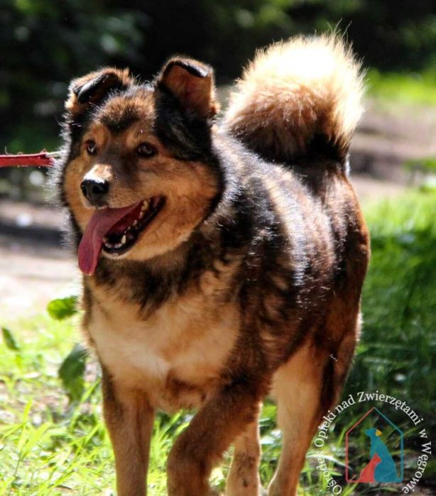 Ogrom miłości w serduszku, rozdaje buziaczki, przytula się, łagodny