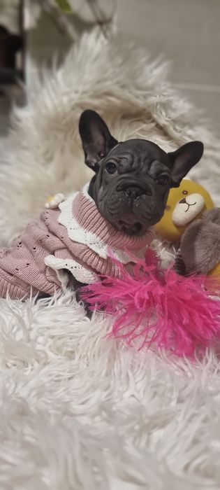 Дівчинка big rope velvet 2,5 міс