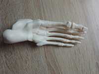 Lewa stopa kostek szkielet ciało człowieka National Geographic