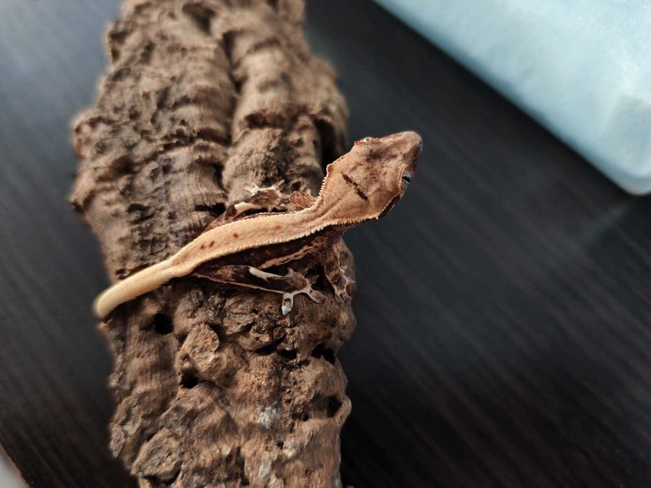 Gekon orzęsiony Correlophus ciliatus młode