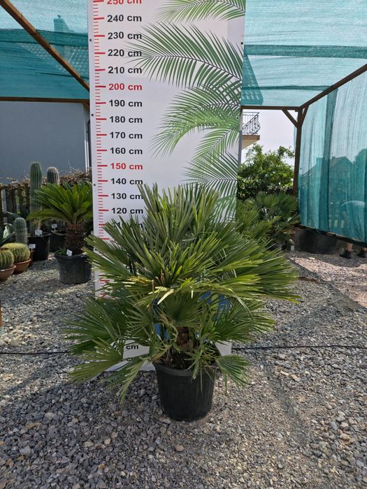 Chamaerops Humilis 'Vulcano' - Karłatka niska 120 cm