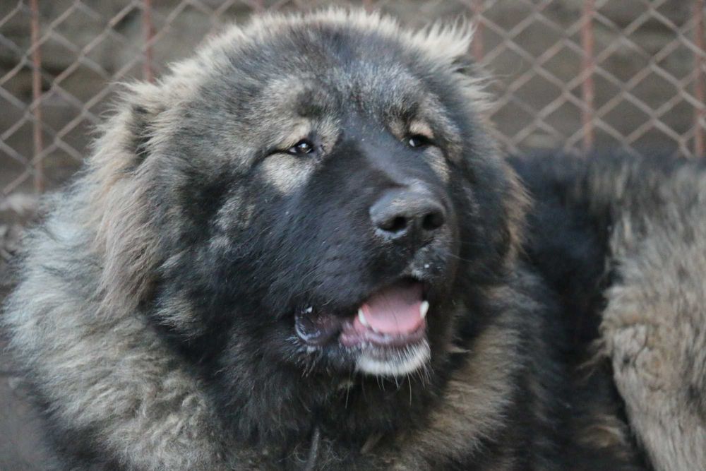 Цуценята кавказьких вівчарок