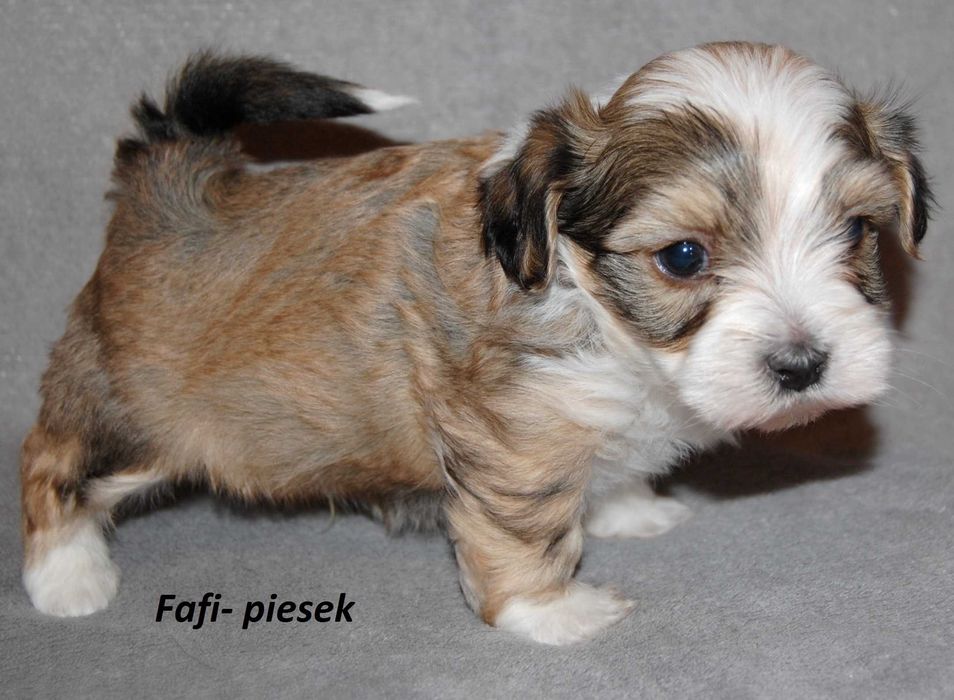 Hawańczyk piesek ZHPR