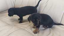 Pinscher com Teckel