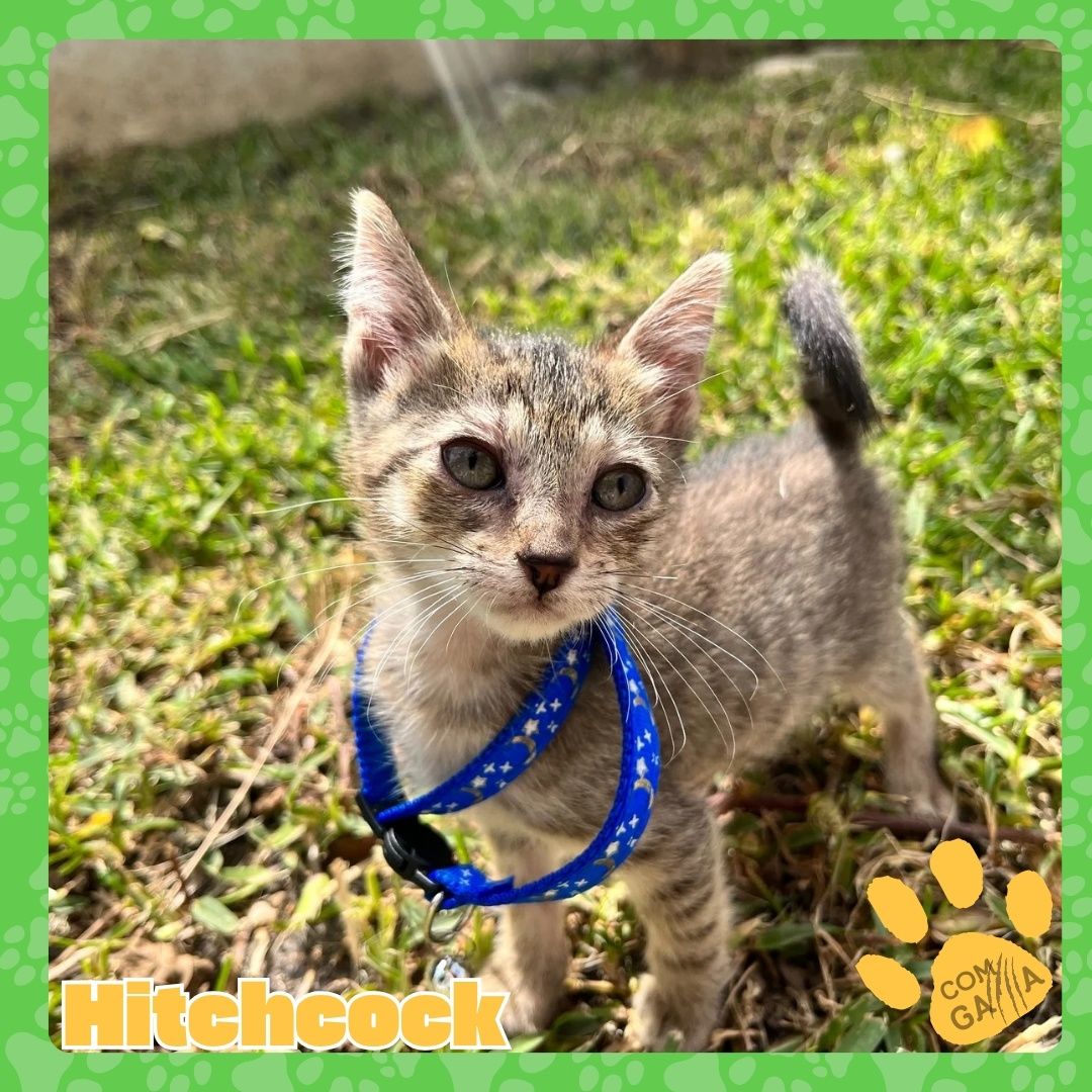 Gatinhos para adopção